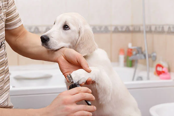 D.O.G Nail Care Professionals - Groomer